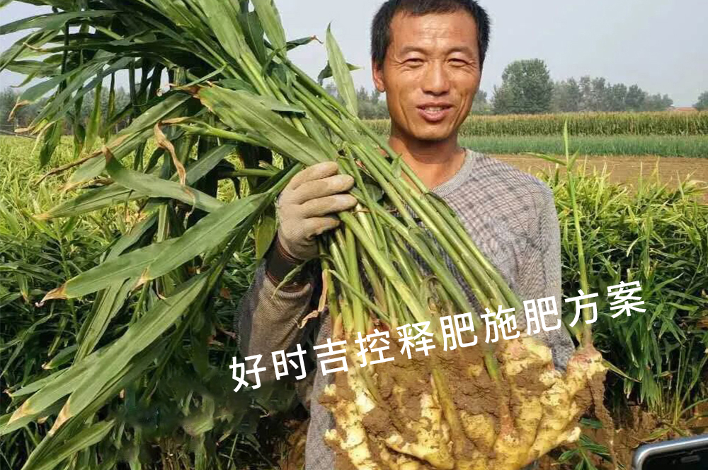 姜農(nóng)滿意，效果杠杠的！